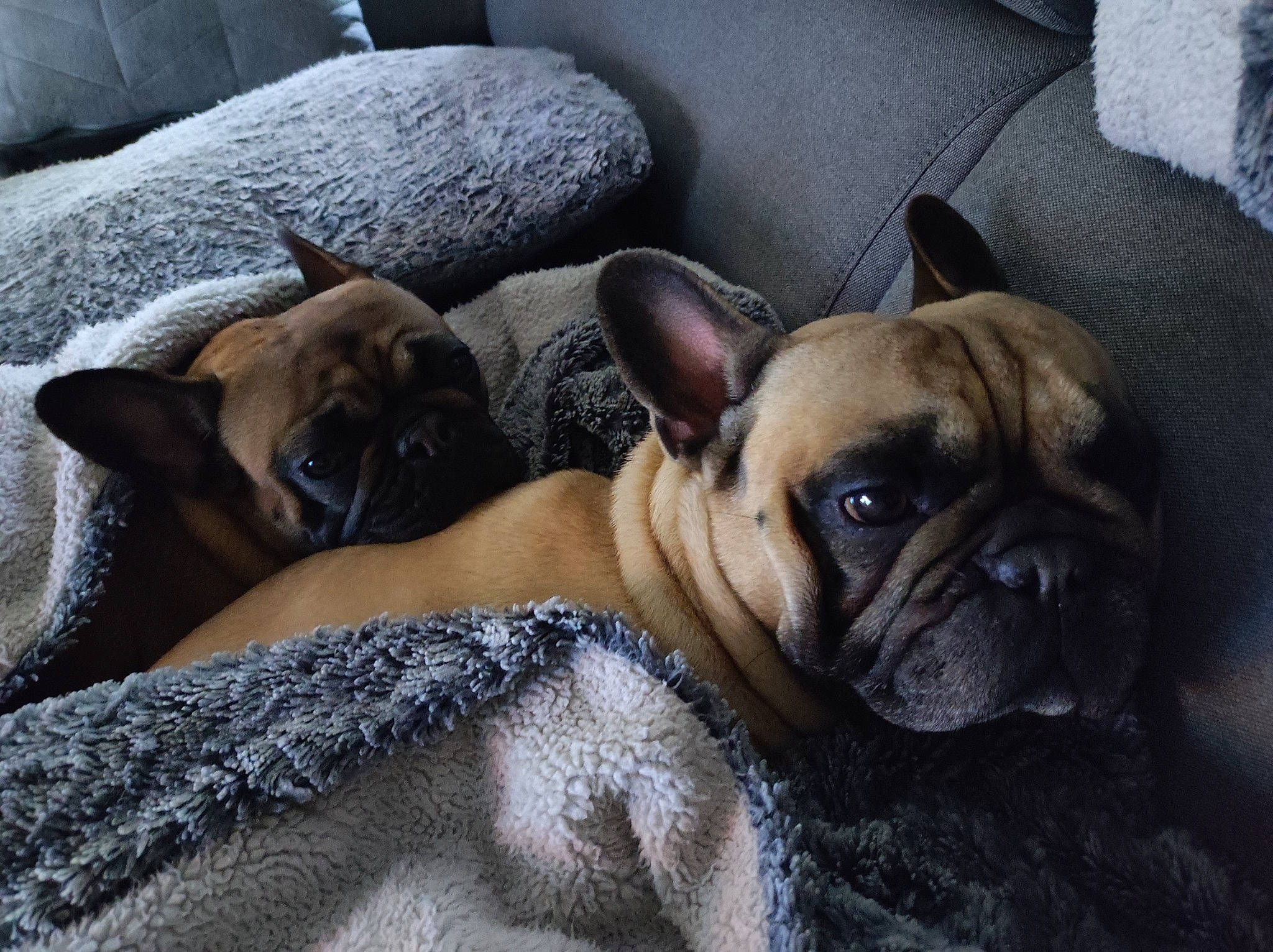 Olaf participe au concours pour gagner de l'argent avec cette photo : bored, bulldog, canidae, carnivore, comfort, companion_dog, dog, dog_breed, fawn, fur, molosser, puppy_love, snout, sporting_group, terrestrial_animal, toy_dog, whiskers, working_animal, working_dog, wrinkle