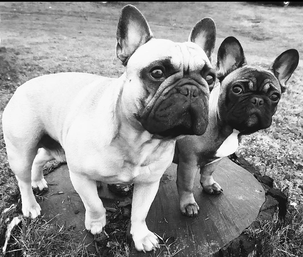 Olaf a rejoint le concours — aidez-le/la à gagner de superbes lots ! bulldog, canidae, carnivore, companion_dog, dog, dog_breed, ear, fawn, french_bulldog, grass, photograph, snapshot, snout, sporting_group, stock_photography, terrestrial_animal, toy_dog, whiskers, working_animal, wrinkle