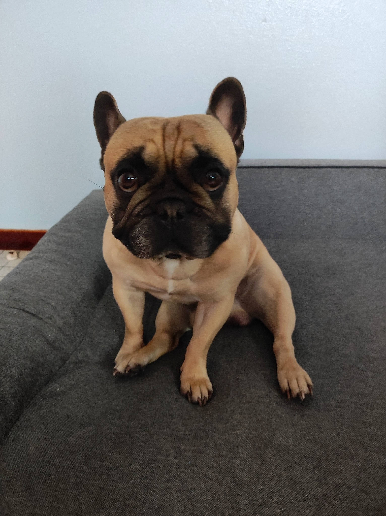 Olaf a rejoint le concours — aidez-le/la à gagner de superbes lots ! ancient_dog_breeds, bulldog, canidae, carnivore, companion_dog, dog, dog_breed, fawn, flooring, french_bulldog, molosser, non_sporting_group, pug, snout, sporting_group, terrestrial_animal, toy_dog, whiskers, working_animal, wrinkle