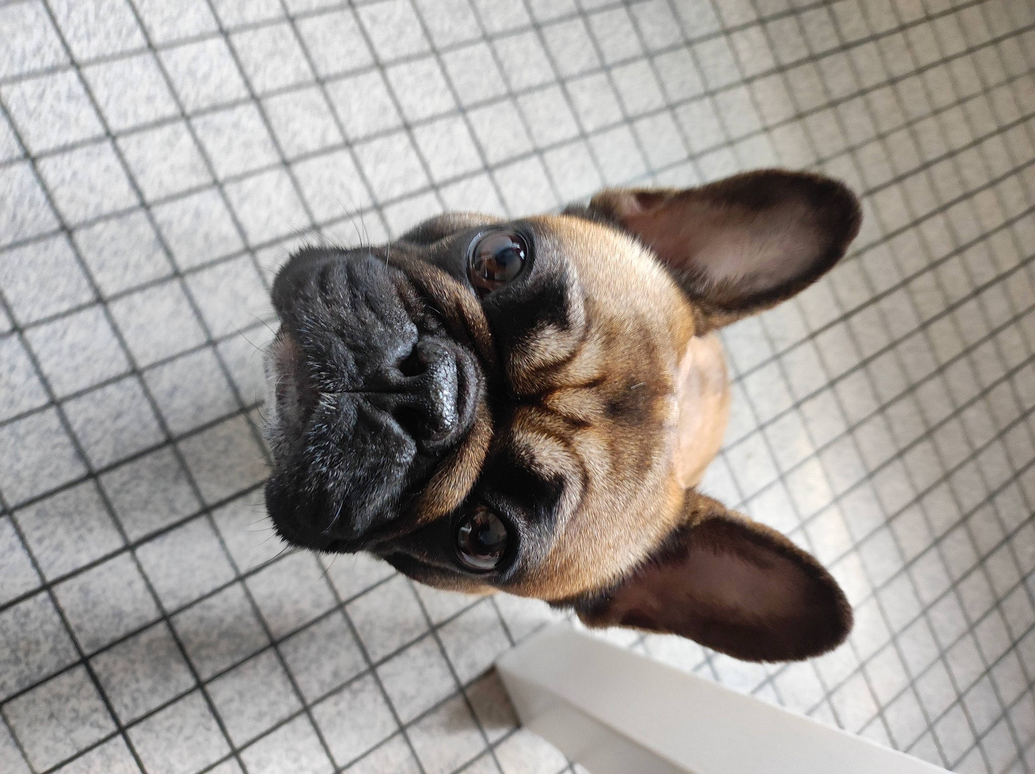 Raya a rejoint le concours — aidez-le/la à gagner de superbes lots ! canidae, carnivore, companion_dog, dog, dog_breed, ear, fawn, flooring, fur, liver, mesh, non_sporting_group, pug, snout, sporting_group, terrestrial_animal, toy_dog, wood, working_animal, wrinkle