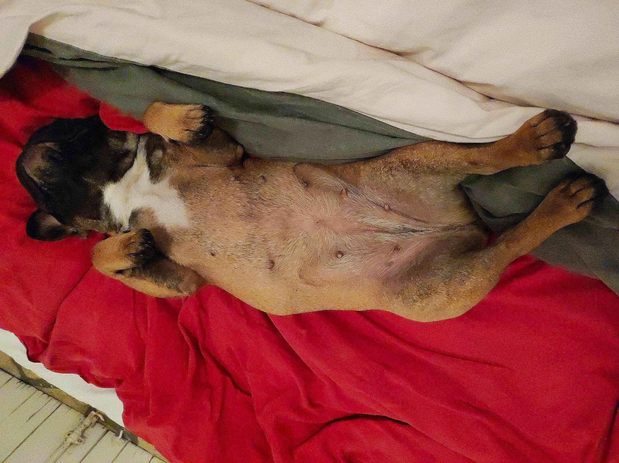 Raya a rejoint le concours — aidez-le/la à gagner de superbes lots ! canidae, carnivore, collar, comfort, companion_dog, couch, dog, dog_breed, dog_supply, fawn, felidae, fur, linens, paw, pet_supply, sighthound, small_to_medium_sized_cats, sporting_group, tail, working_animal