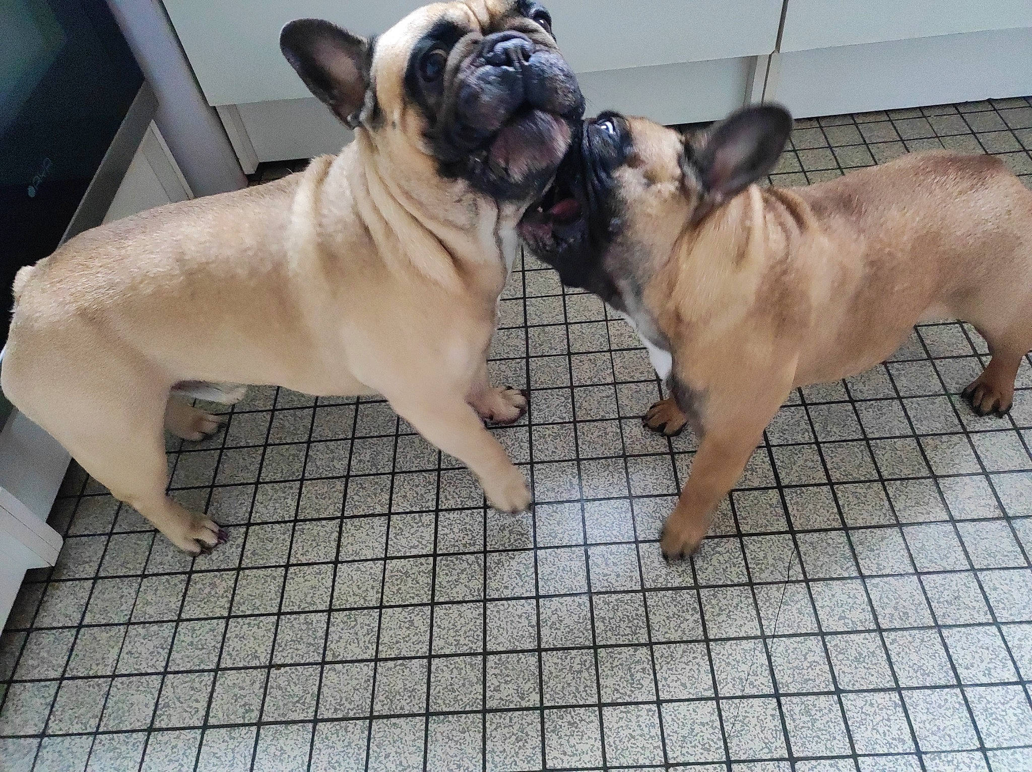 Raya participe au concours pour gagner de l'argent avec cette photo : bulldog, canidae, carnivore, collar, companion_dog, dog, dog_breed, dog_collar, dog_supply, fawn, french_bulldog, molosser, pug, snout, sporting_group, tail, terrestrial_animal, toy_dog, working_animal, wrinkle