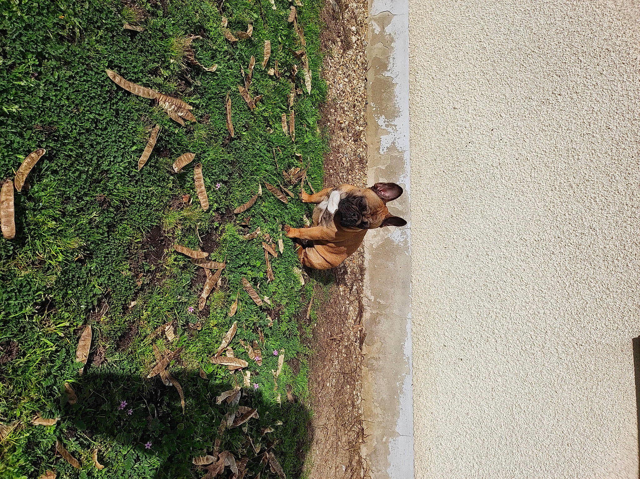 Raya a rejoint le concours — aidez-le/la à gagner de superbes lots ! asphalt, canidae, curb, dog, dog_breed, fawn, foot, grass, groundcover, landscape, people_in_nature, plant, road_surface, shadow, soil, tail, tree, trunk, wildlife, wood