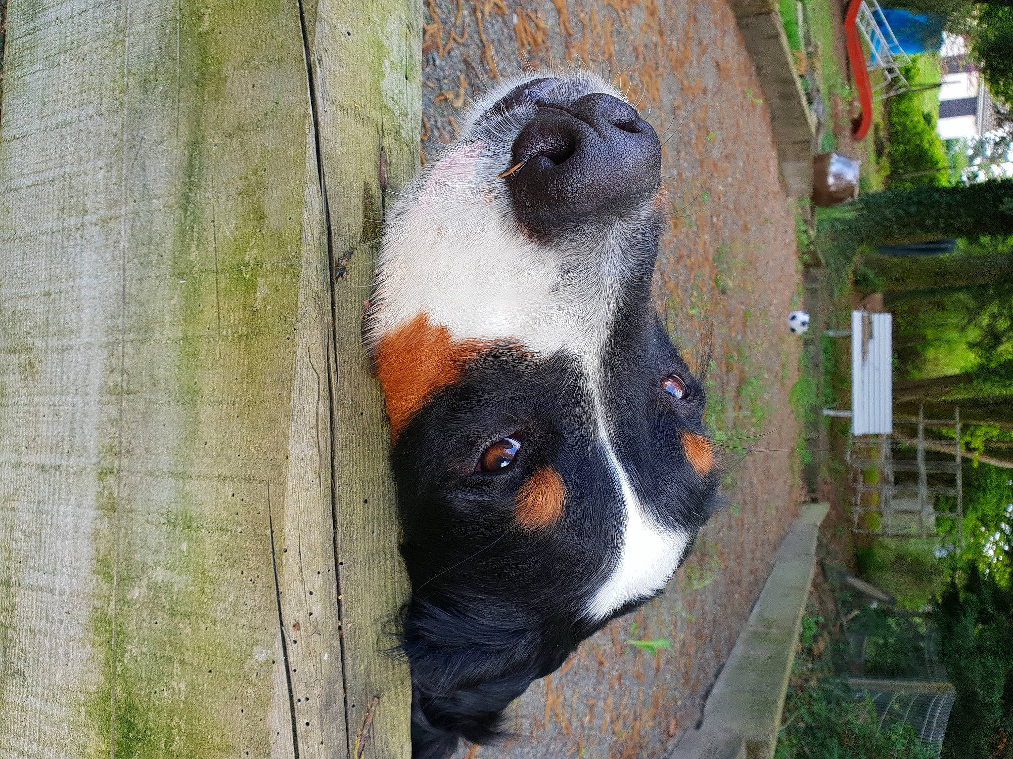 Mango a rejoint le concours — aidez-le/la à gagner de superbes lots ! animal_shelter, cage, canidae, carnivore, companion_dog, dog, dog_breed, dog_supply, fawn, fur, grass, panda, pet_supply, plant, snout, sporting_group, terrestrial_animal, whiskers, wildlife, wood