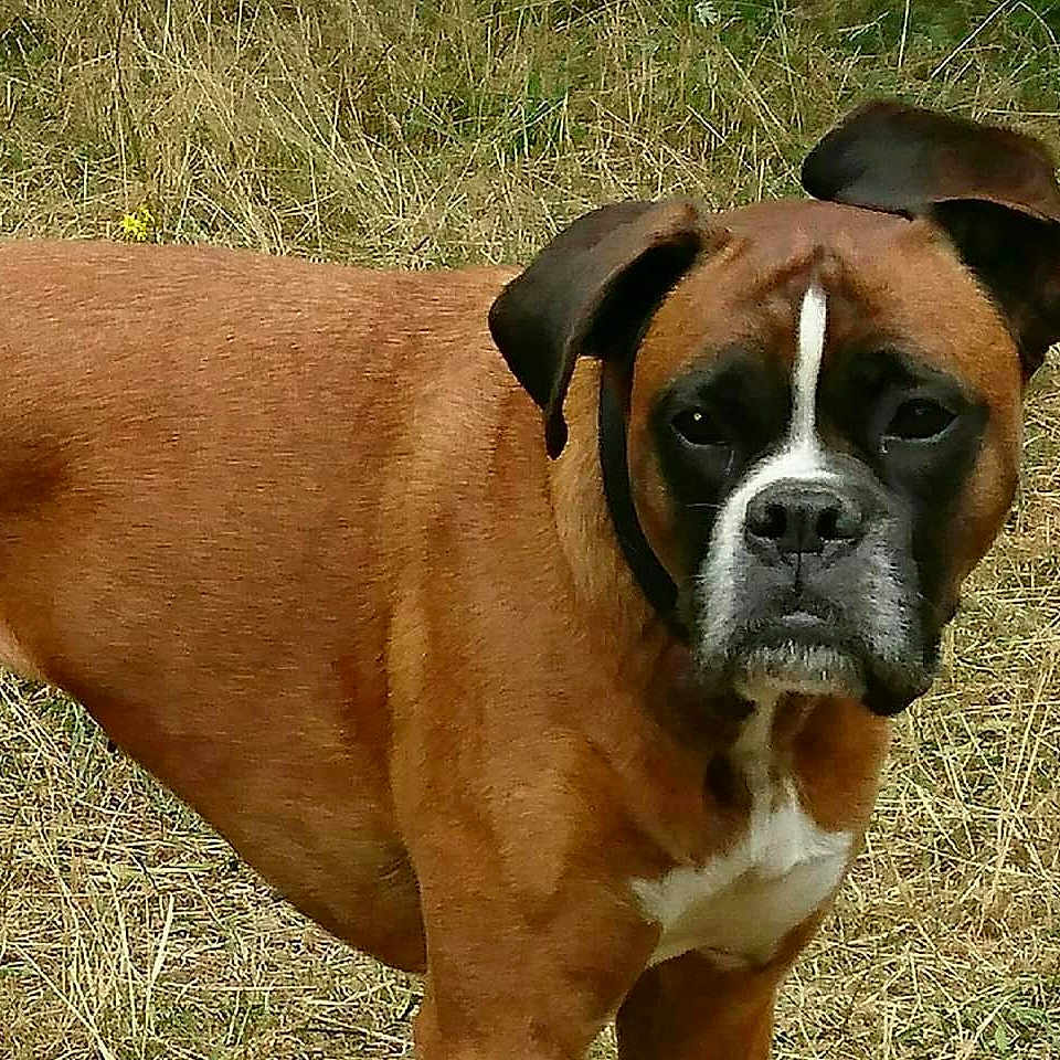 Fahĩa participe au concours pour gagner de l'argent avec cette photo : alert, animal, boxer, brown_dog, canine, closeup, dog, ears, expression, field, fur, grass, muzzle, nature, outdoor, pet, snout, standing, white_markings, wildlife