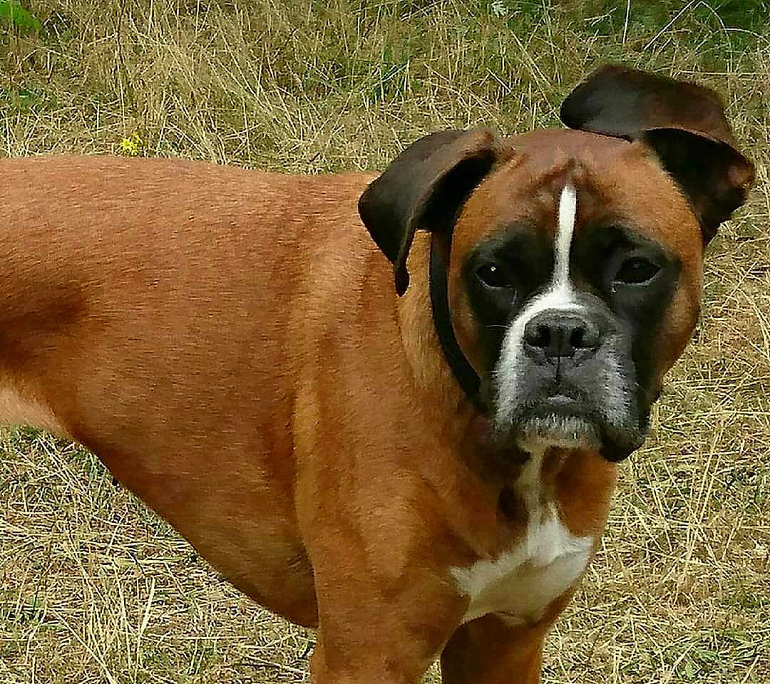 Fahĩa participe au concours pour gagner de l'argent avec cette photo : dog, boxer, brown_dog, outdoor, grass, field, animal, pet, canine, fur, ears, snout, white_markings, alert, nature, standing, closeup, muzzle, expression, wildlife
