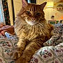 Peanut is registered to the contest to win money with this photo: cat, orange_tabby, fluffy, bedspread, floral_pattern, indoor, cozy, furniture, lamp, curtains, relaxed, pet, whiskers, paws, portrait, animal, feline, closeup, warm_lighting, home