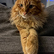 Peanut is registered to the contest to win money with this photo: animal, cat, closeup, couch, cute, domestic, fluffy, fur, furniture, ginger_cat, home, indoor, mammal, orange, paws, pet, portrait, relaxed, resting, whiskers