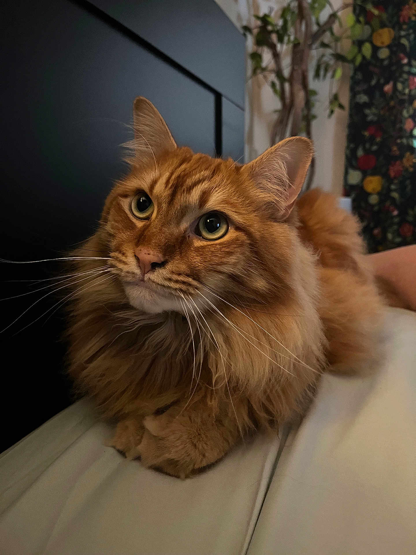 Peanut