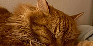 Peanut joined the competition — help win amazing prizes! cat, sleeping, orange, fluffy, close_up, whiskers, soft, cozy, pet, feline, fur, relaxed, indoor, rest, cute, animal, nap, peaceful, mammal, domestic