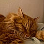 cat, sleeping, orange, fluffy, close_up, whiskers, soft, cozy, pet, feline, fur, relaxed, indoor, rest, cute, animal, nap, peaceful, mammal, domestic