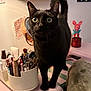 alert, animal, black_cat, brushes, cat, container, cosmetics, curious, cute, decorations, furniture, indoor, makeup_brushes, mirror, pet, pink, soft_lighting, table, vanity_table, wide_eyes