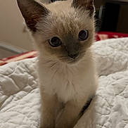 Miko is registered to the contest to win money with this photo: animal, bed, cat, cozy, curious, cute, domestic, ears, eyes, feline, fur, indoor, kitten, pet, quilt, siamese, sitting, small, whiskers, young