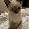 animal, bed, cat, cozy, curious, cute, domestic, ears, eyes, feline, fur, indoor, kitten, pet, quilt, siamese, sitting, small, whiskers, young