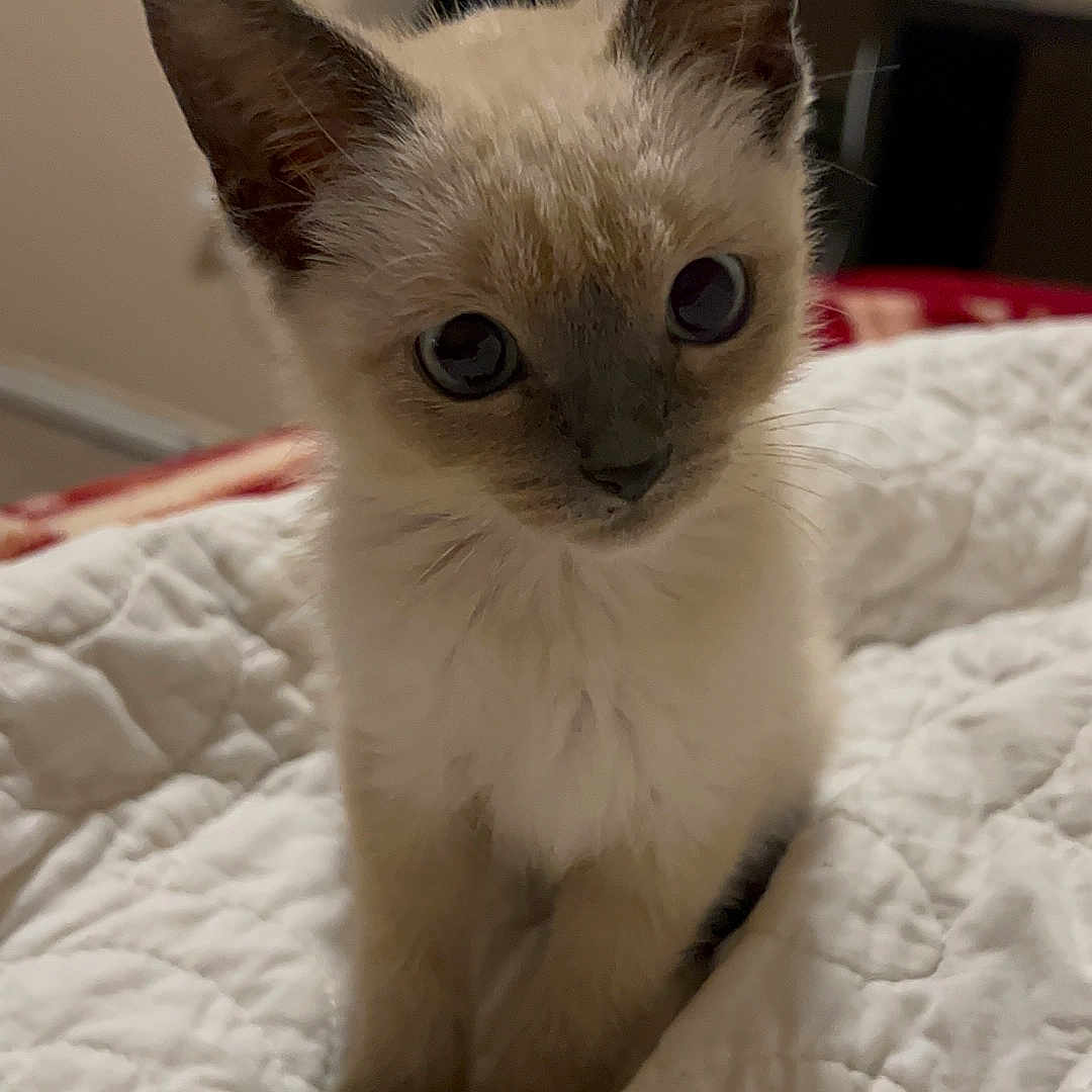 Miko