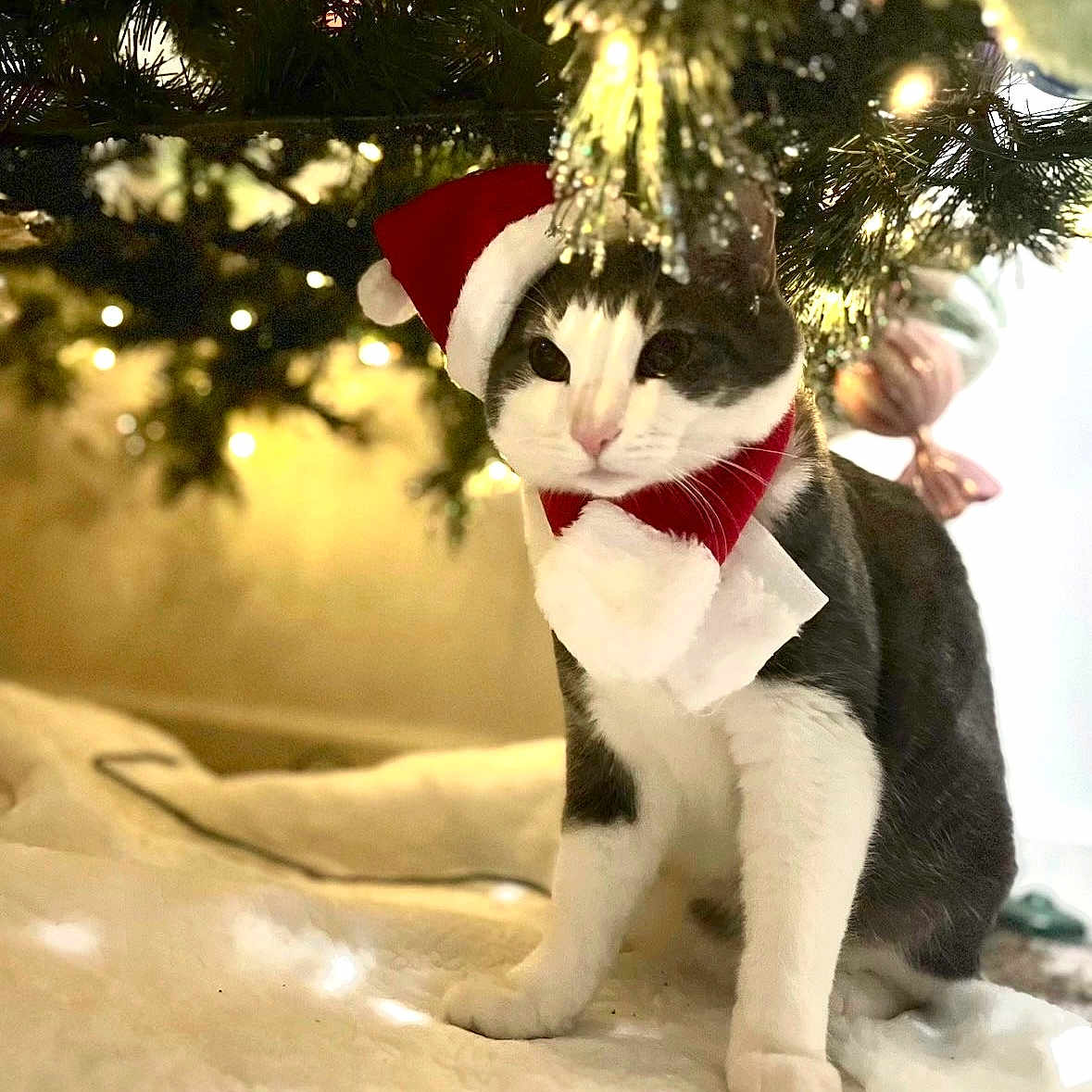 Simba is registered to the contest to win money with this photo: adorable, animal, cat, celebration, christmas, cozy, cute, decoration, festive, fur, gray, holiday, indoors, lights, pet, santa_hat, scarf, seasonal, tree, white