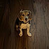 Lottie joined the competition — help win amazing prizes! dog, puppy, beagle, pet, animal, sitting, portrait, looking_up, brown_fur, white_fur, floppy_ears, collar, paws, black_nose, large_eyes, wooden_floor, indoor, home, centered_composition, cute