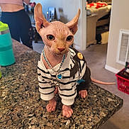 Timmy is registered to the contest to win money with this photo: sphynx_cat, cat, hairless_cat, pet, animal, striped_sweater, necklace, jewelry, countertop, granite, indoor, person, clothing, home, bedroom, furniture, curious, looking, pink_skin, ears