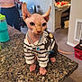 sphynx_cat, cat, hairless_cat, pet, animal, striped_sweater, necklace, jewelry, countertop, granite, indoor, person, clothing, home, bedroom, furniture, curious, looking, pink_skin, ears