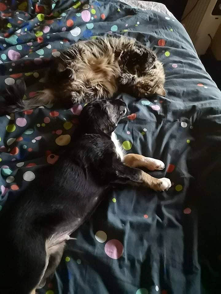 Pyke a rejoint le concours — aidez-le/la à gagner de superbes lots ! bed, canidae, carnivore, comfort, companion_dog, costume, dog_breed, fawn, felidae, fictional_character, fur, guard_dog, linens, pattern, plant, small_to_medium_sized_cats, sporting_group, tail, toy, working_animal