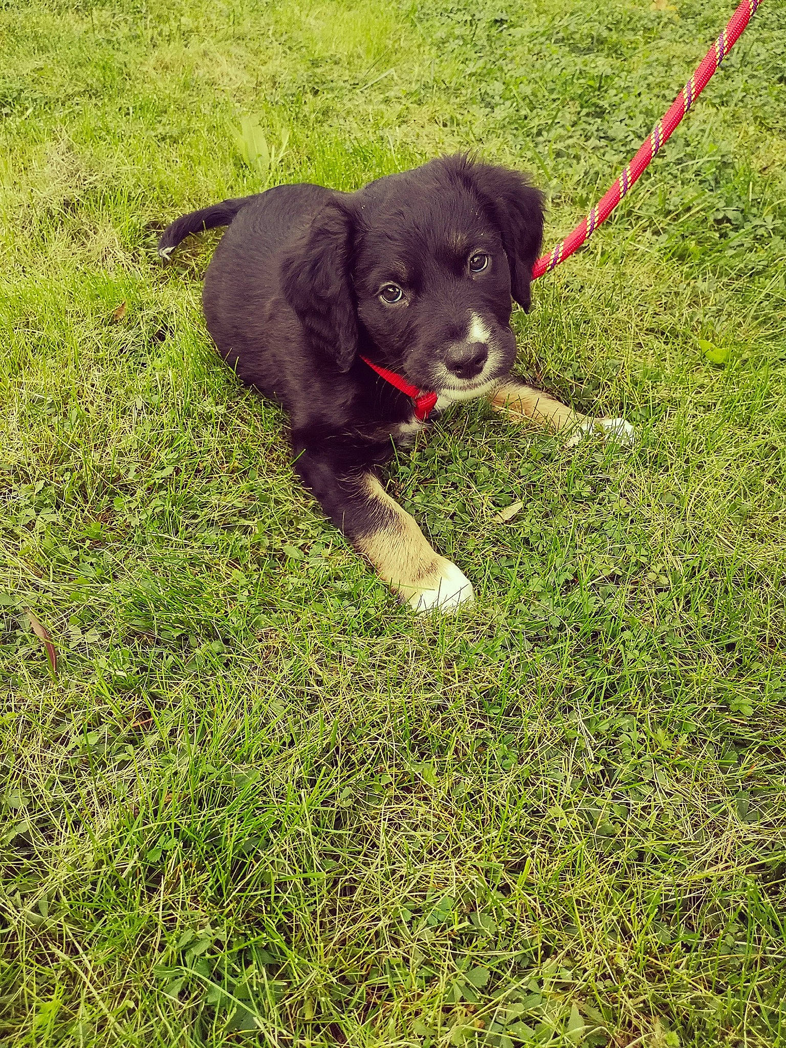 Pyke a rejoint le concours — aidez-le/la à gagner de superbes lots ! borador, canidae, carnivore, collar, companion_dog, dog, dog_breed, dog_collar, fawn, grass, grassland, groundcover, guard_dog, gun_dog, lawn, leash, plant, sporting_group, tail, working_animal