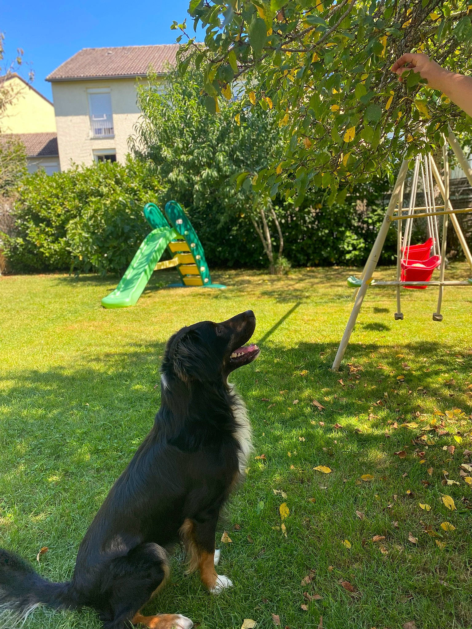 Pyke a rejoint le concours — aidez-le/la à gagner de superbes lots ! canidae, carnivore, chair, companion_dog, dog, dog_breed, garden, grass, green, guard_dog, house, lawn, leisure, plant, shrub, sky, sporting_group, tail, tree, window