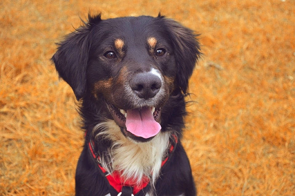 Pyke participe au concours pour gagner de l'argent avec cette photo : canidae, carnivore, collar, companion_dog, dog, dog_breed, fur, gaddi_kutta, grass, herding_dog, hunting_dog, plant, snout, sporting_group, whiskers, working_dog