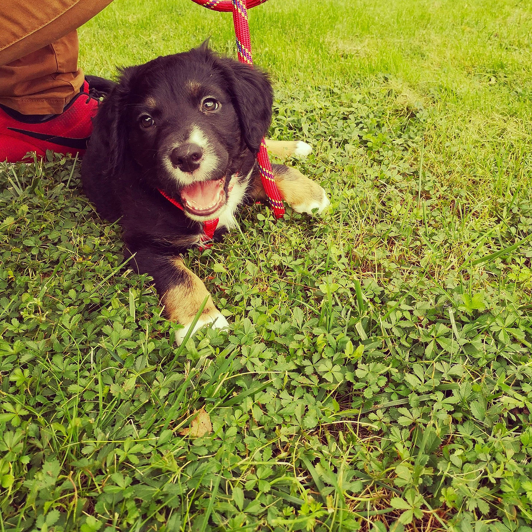 Pyke a rejoint le concours — aidez-le/la à gagner de superbes lots ! canidae, carnivore, chair, collar, companion_dog, dog, dog_breed, dog_collar, grass, groundcover, guard_dog, happy, herding_dog, lawn, people_in_nature, plant, soil, sporting_group, working_animal, working_dog