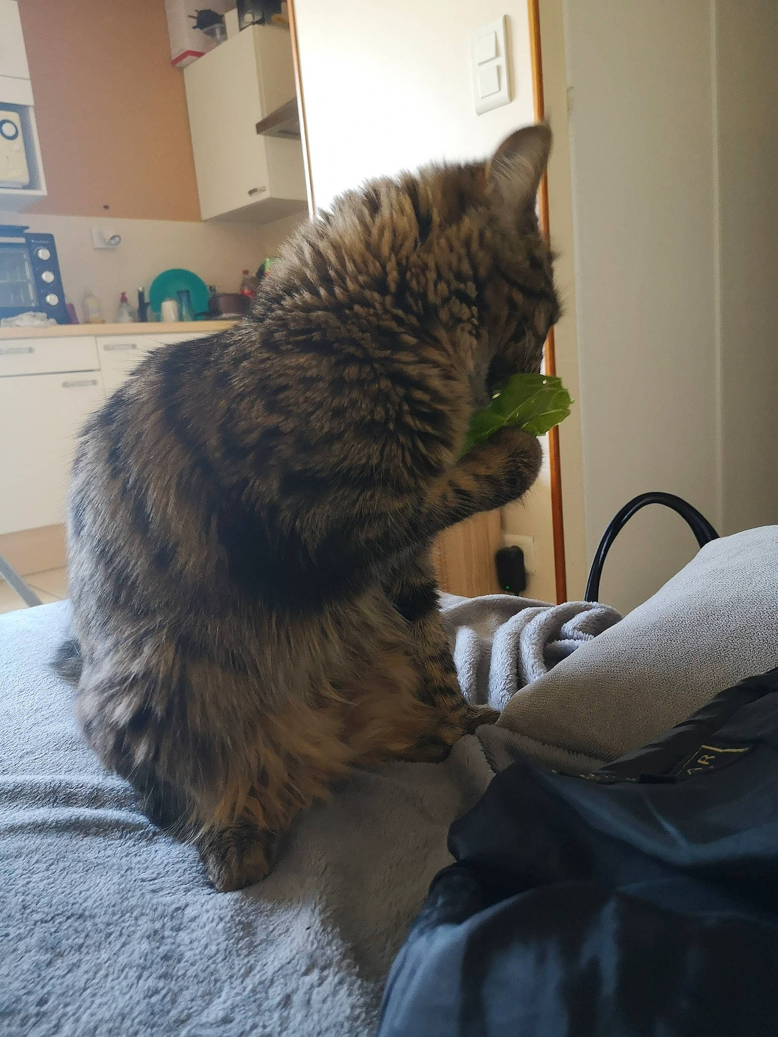 Ockie a rejoint le concours — aidez-le/la à gagner de superbes lots ! box, carnivore, cat, claw, comfort, domestic_short_haired_cat, felidae, fur, grey, nap, paw, small_to_medium_sized_cats, snout, tail, terrestrial_animal, wall_plate, wall_socket, whiskers