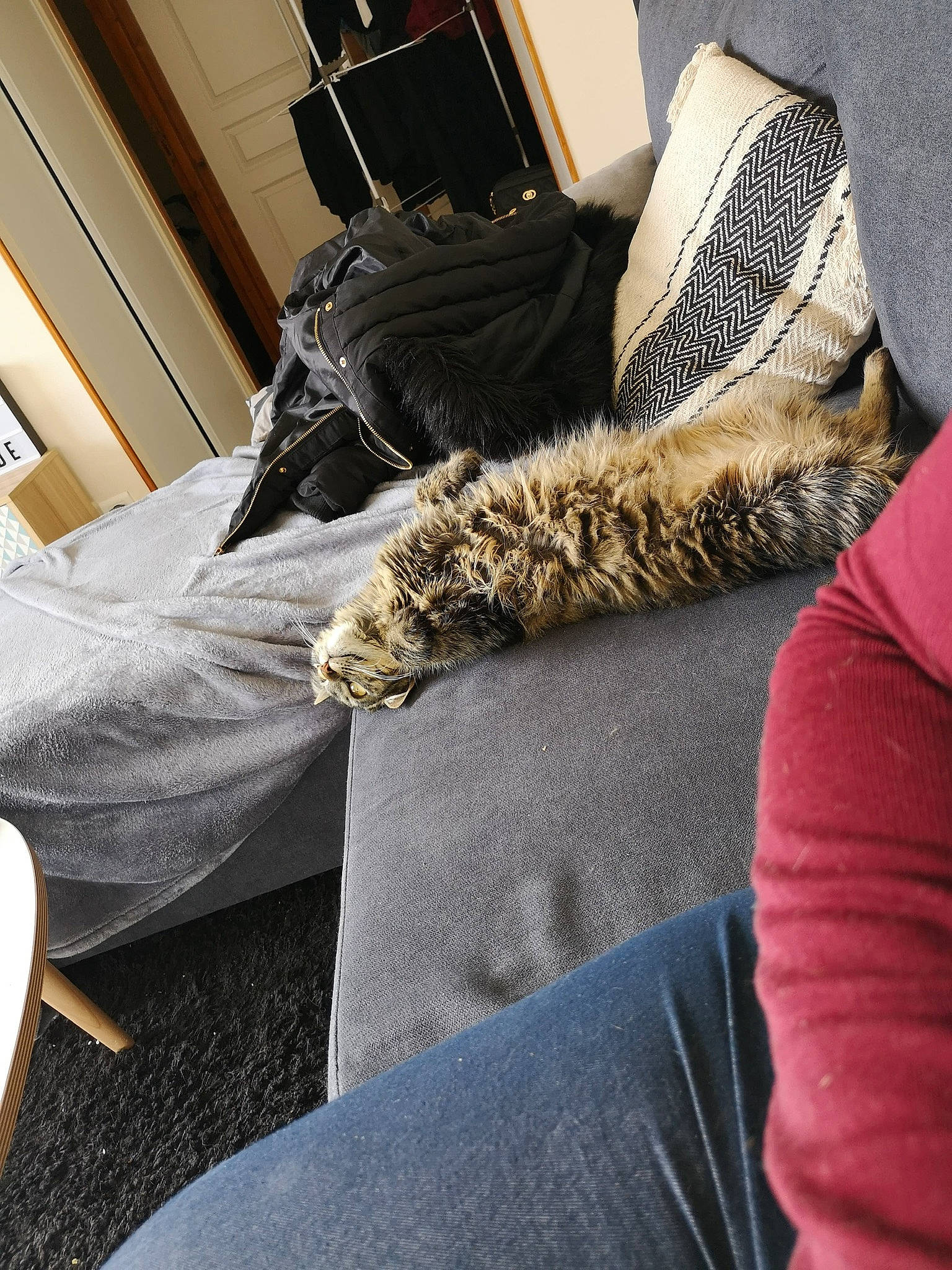 Ockie participe au concours pour gagner de l'argent avec cette photo : bedding, comfort, denim, elbow, felidae, floor, flooring, fur, grey, human_leg, knee, linens, mammal, pattern, small_to_medium_sized_cats, textile, thigh, tints_and_shades, whiskers, wood