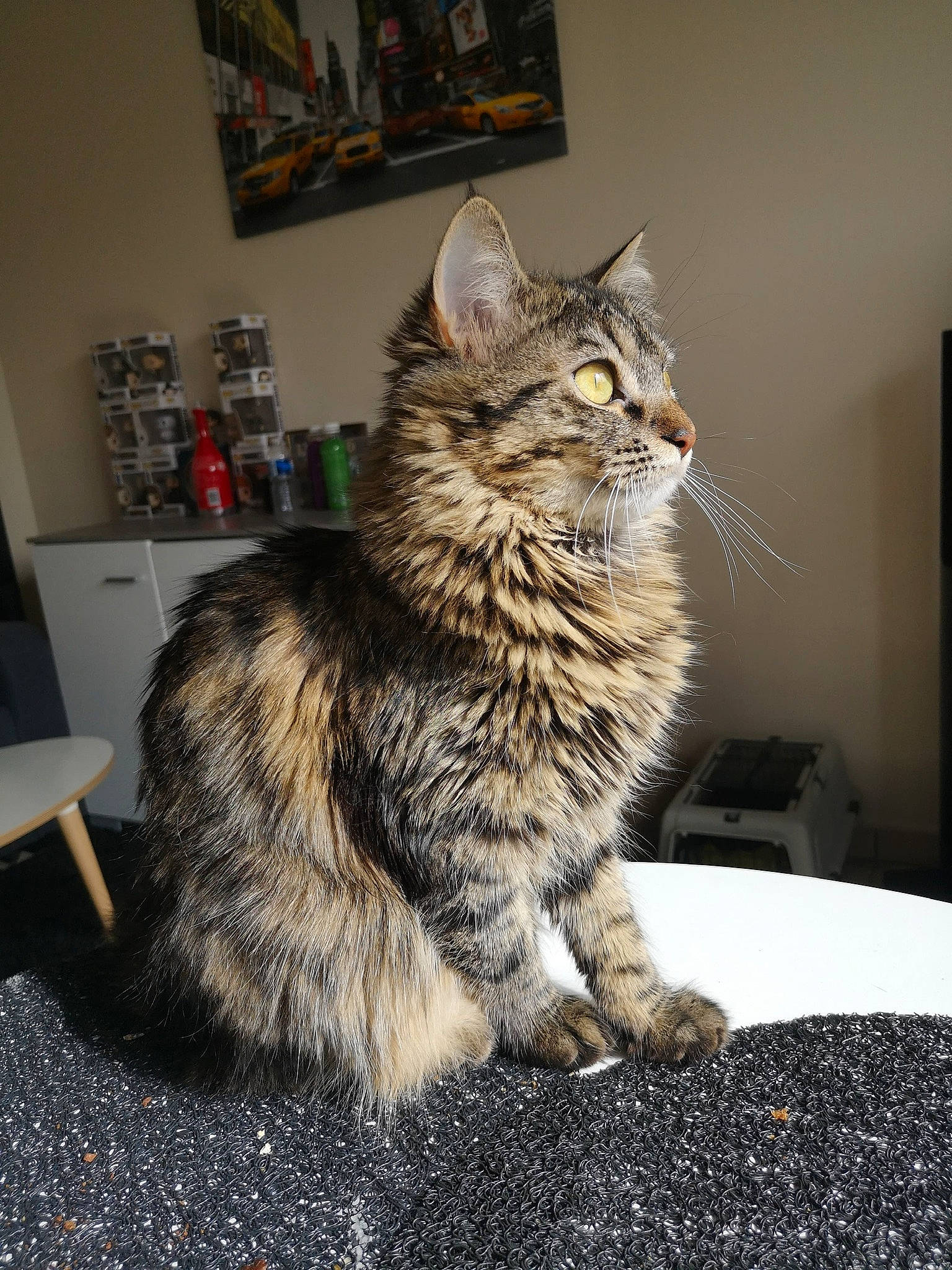 Ockie participe au concours pour gagner de l'argent avec cette photo : box, carnivore, cat, claw, domestic_short_haired_cat, drawer, felidae, fur, grey, maine_coon, norwegian_forest_cat, paw, picture_frame, plant, sitting, small_to_medium_sized_cats, snout, tail, terrestrial_animal, whiskers