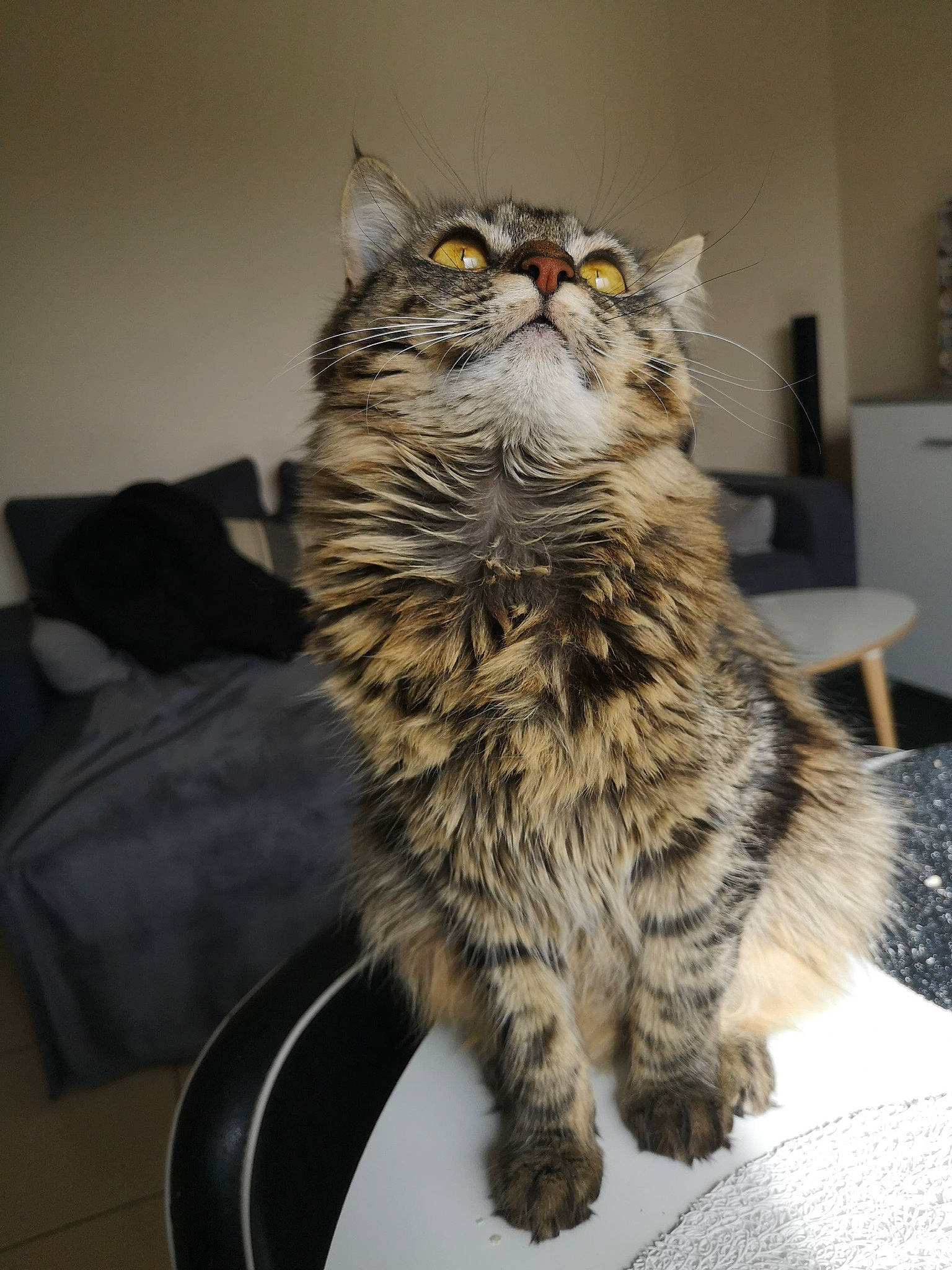 Ockie a rejoint le concours — aidez-le/la à gagner de superbes lots ! carnivore, cat, chair, claw, comfort, domestic_short_haired_cat, felidae, fur, hair, maine_coon, siberian, sitting, small_to_medium_sized_cats, snout, tail, terrestrial_animal, whiskers