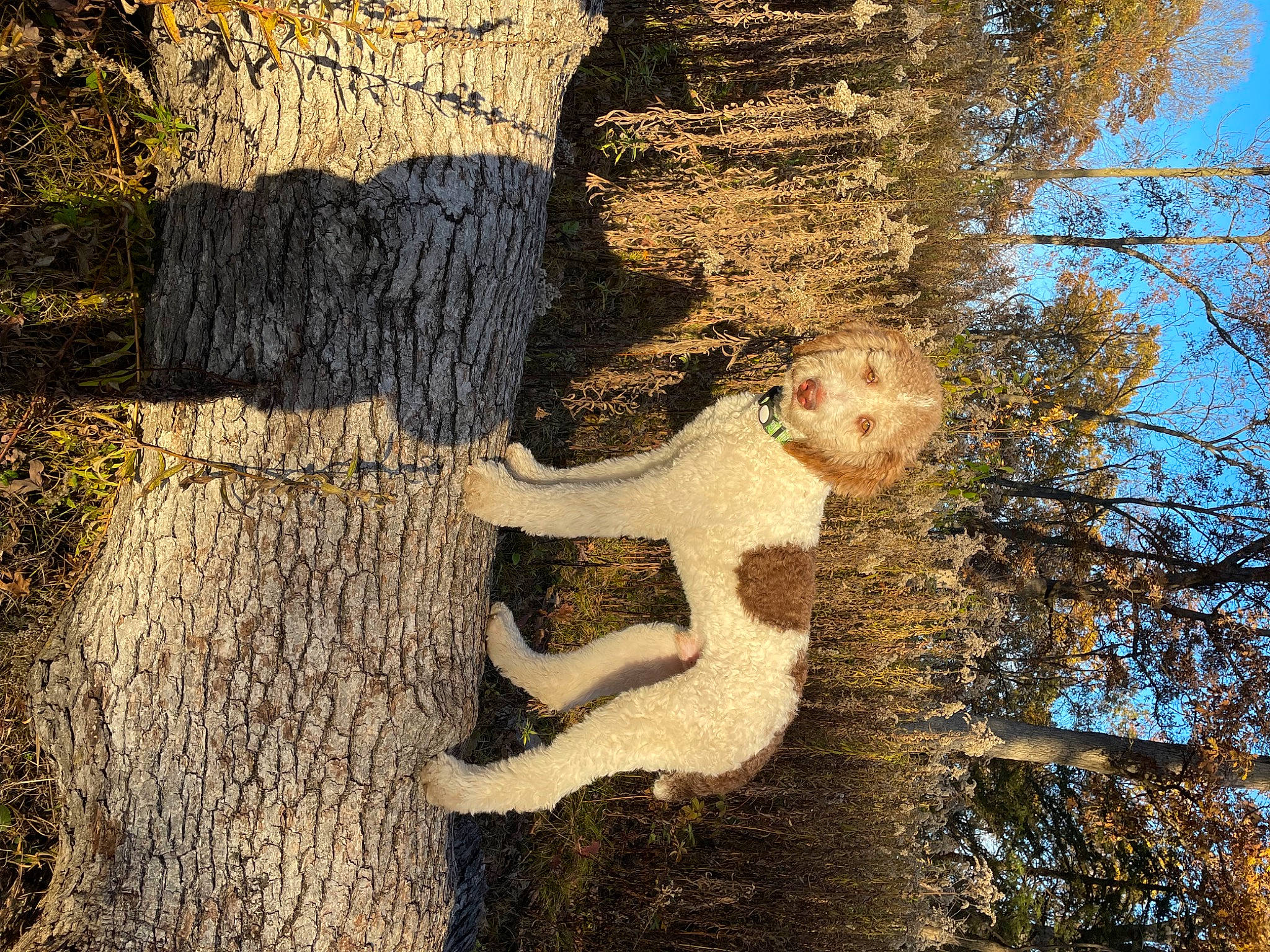 Kody joined the competition — help win amazing prizes! art, branch, forest, fun, grass, happy, leisure, people_in_nature, plant, reflection, rock, shadow, sky, tints_and_shades, tree, trunk, twig, visual_arts, wood