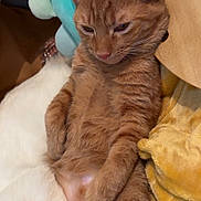 Biscuit is registered to the contest to win money with this photo: cat, ginger_cat, tabby, relaxed, paws, plush_toy, blanket, soft, indoor, cute, feline, pet, resting, cozy, animal, fur, sleepy, domestic_cat, whiskers, ears