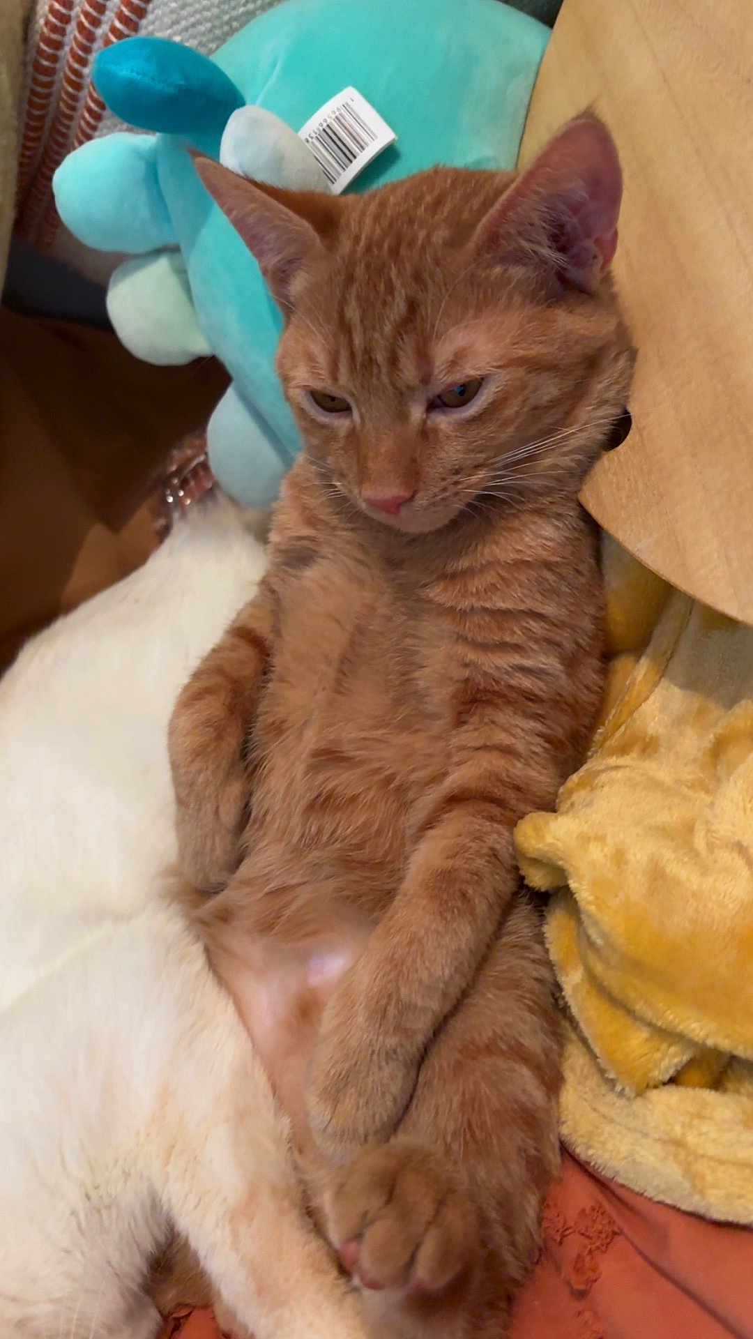 Biscuit