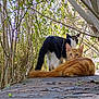 cat, orange_cat, black_and_white_cat, outdoor, nature, tree, branches, leafy, stone_surface, animal, pet, feline, fur, wildlife, resting, curious, greenery, daylight, two_cats, closeup