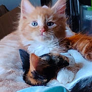 Paddington is registered to the contest to win money with this photo: cat, kitten, orange_cat, multicolored_cat, cuddling, fur, pets, closeup, cozy, sleeping, resting, cute, animal, whiskers, paw, indoor, soft, companion, friendship, nap