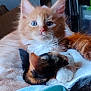 cat, kitten, orange_cat, multicolored_cat, cuddling, fur, pets, closeup, cozy, sleeping, resting, cute, animal, whiskers, paw, indoor, soft, companion, friendship, nap
