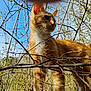 Paddington joined the competition — help win amazing prizes! cat, orange_cat, white_fur, animal, outdoor, nature, branches, leaves, blue_sky, sunlight, curious, alert, forest, trees, feline, whiskers, ears, tail, wildlife, daytime