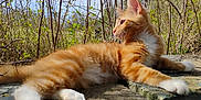 Paddington is registered to the contest to win money with this photo: cat, kitten, orange_cat, white_paws, fluffy, outdoor, sunlight, nature, plants, greenery, stone_surface, relaxed, curious, young_animal, fur, whiskers, side_view, daylight, small_animal, pet