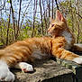 cat, kitten, orange_cat, white_paws, fluffy, outdoor, sunlight, nature, plants, greenery, stone_surface, relaxed, curious, young_animal, fur, whiskers, side_view, daylight, small_animal, pet