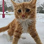 Paddington is registered to the contest to win money with this photo: kitten, cat, ginger, orange, white_fur, snow, outdoor, winter, animal, pet, curious, close_up, young, feline, whiskers, cute, nature, playful, frost, cold