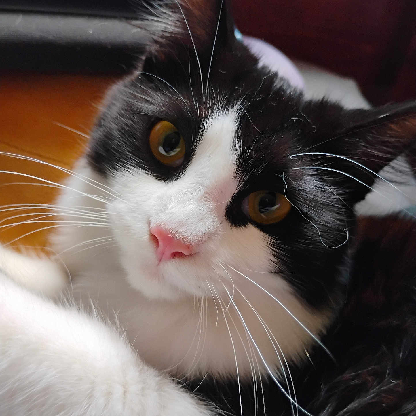 Sweet Treat joined the competition — help win amazing prizes! amber_eyes, animal, black_and_white, cat, close_up, close_up_face, curious, cute, cute_pet, domestic_cat, feline, fur, indoor, looking_at_camera, pet, pink_nose, portrait, soft, whiskers, whiskers_visible