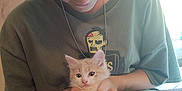 Toulouse is registered to the contest to win money with this photo: accessories, animal, bed, cat, clothing, couch, face, furniture, glasses, head, indoors, jewelry, kitten, necklace, pants, person, pet, photography, portrait, t_shirt
