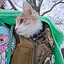 Toulouse is registered to the contest to win money with this photo: animal, backpack, badge, camouflage, cat, clothing, colorful, cute, face_profile, furry, leafless_tree, nature, outdoor, person, portrait, scarf, sky, tree, winter, zipper