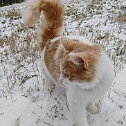 Toulouse is registered to the contest to win money with this photo: animal, cat, cold, curious, exploring, feline, fur, grass, mammal, nature, orange, outdoor, pet, snow, snowflakes, tail, walking, white, winter, young