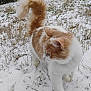 animal, cat, cold, curious, exploring, feline, fur, grass, mammal, nature, orange, outdoor, pet, snow, snowflakes, tail, walking, white, winter, young