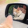 Toulouse joined the competition — help win amazing prizes! animal, car, cat, close_up, curious, focus, fur, greenery, human_hand, mirror, orange_and_white, outdoor, pet, portrait, reflection, road, side_mirror, smartphone, vehicle, whiskers