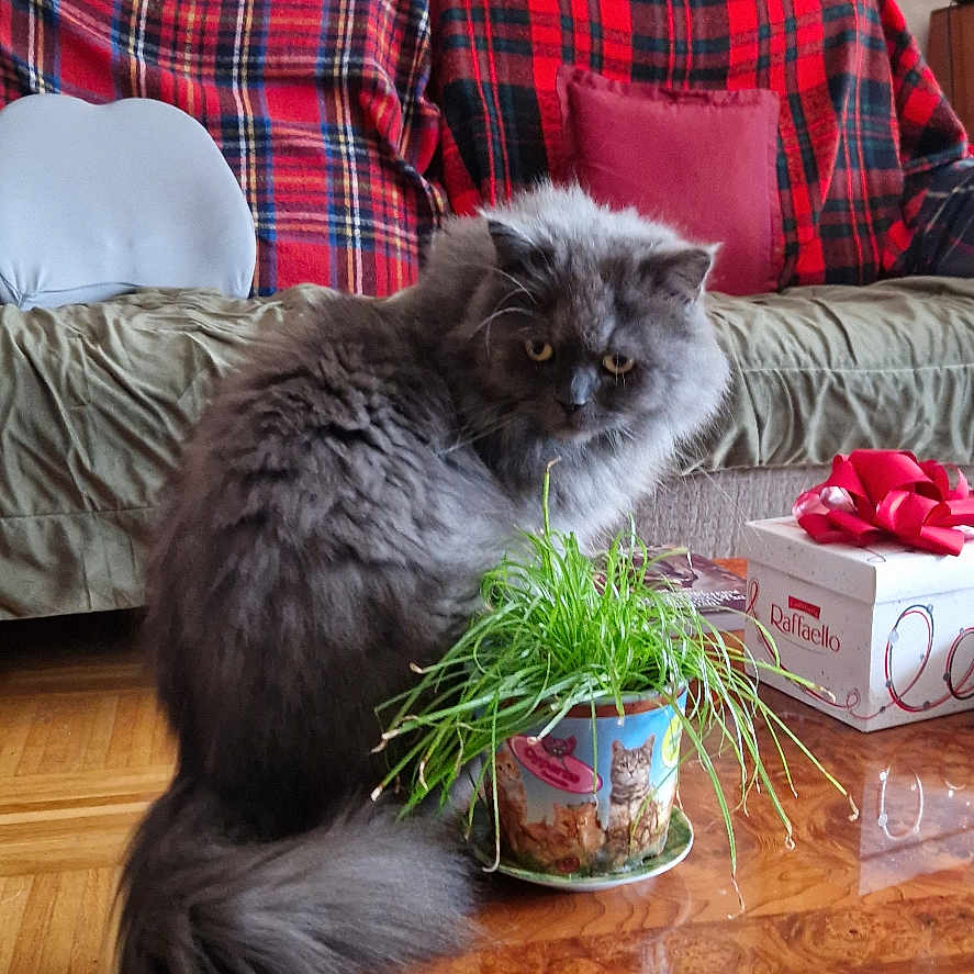 Tigris a rejoint le concours — aidez-le/la à gagner de superbes lots ! cat, coffee_table, couch, decor, feline, floor, flower_pot, fluffy, gift_box, gray_cat, houseplant, indoor, living_room, parquet_floor, pet, plaid_blanket, plant, red_pillow, rug, wooden_table