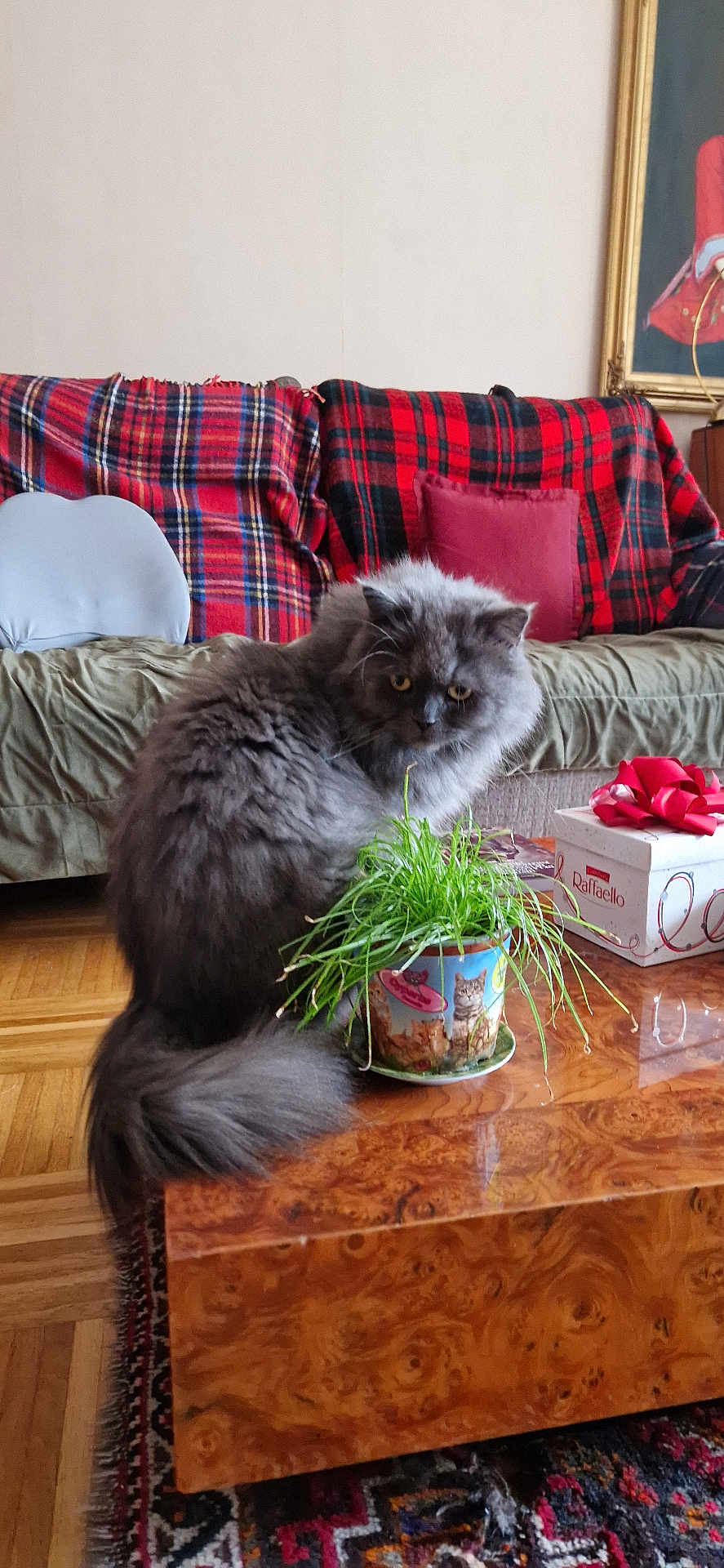Tigris a rejoint le concours — aidez-le/la à gagner de superbes lots ! cat, gray_cat, fluffy, plant, flower_pot, coffee_table, wooden_table, living_room, couch, plaid_blanket, red_pillow, gift_box, floor, parquet_floor, rug, indoor, pet, feline, houseplant, decor